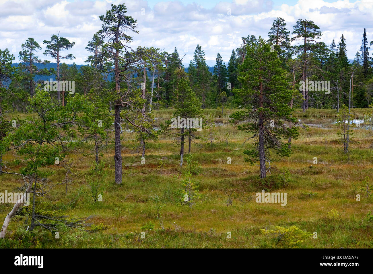 Highmoor con turba, Suecia, Parque Nacional Fulufjaellet Foto de stock