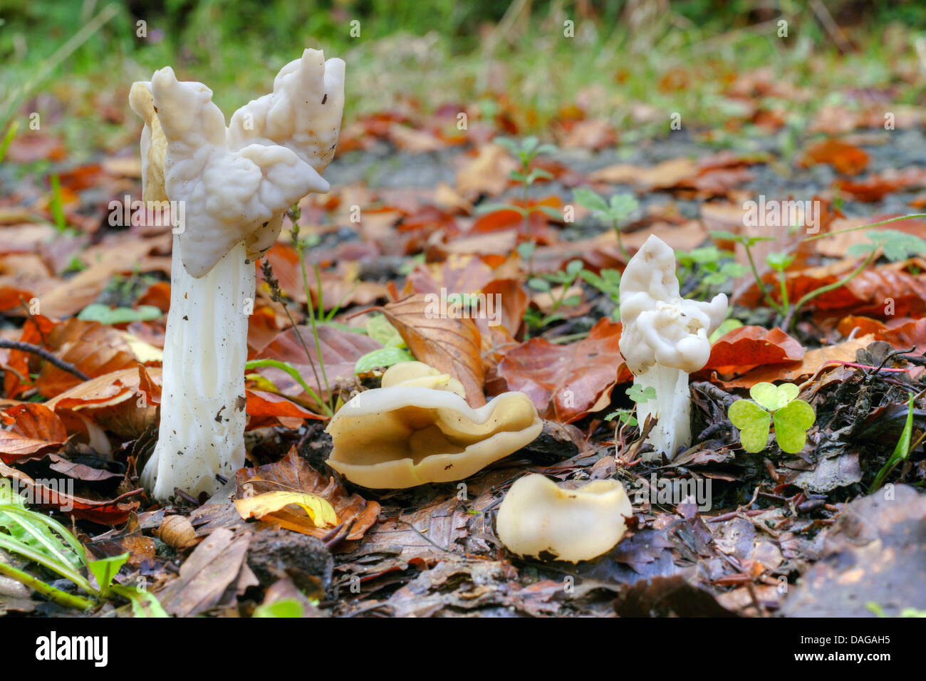 Silla blanca (Helvella crispa), Alemania, NRW, Hochsauerland Foto de stock