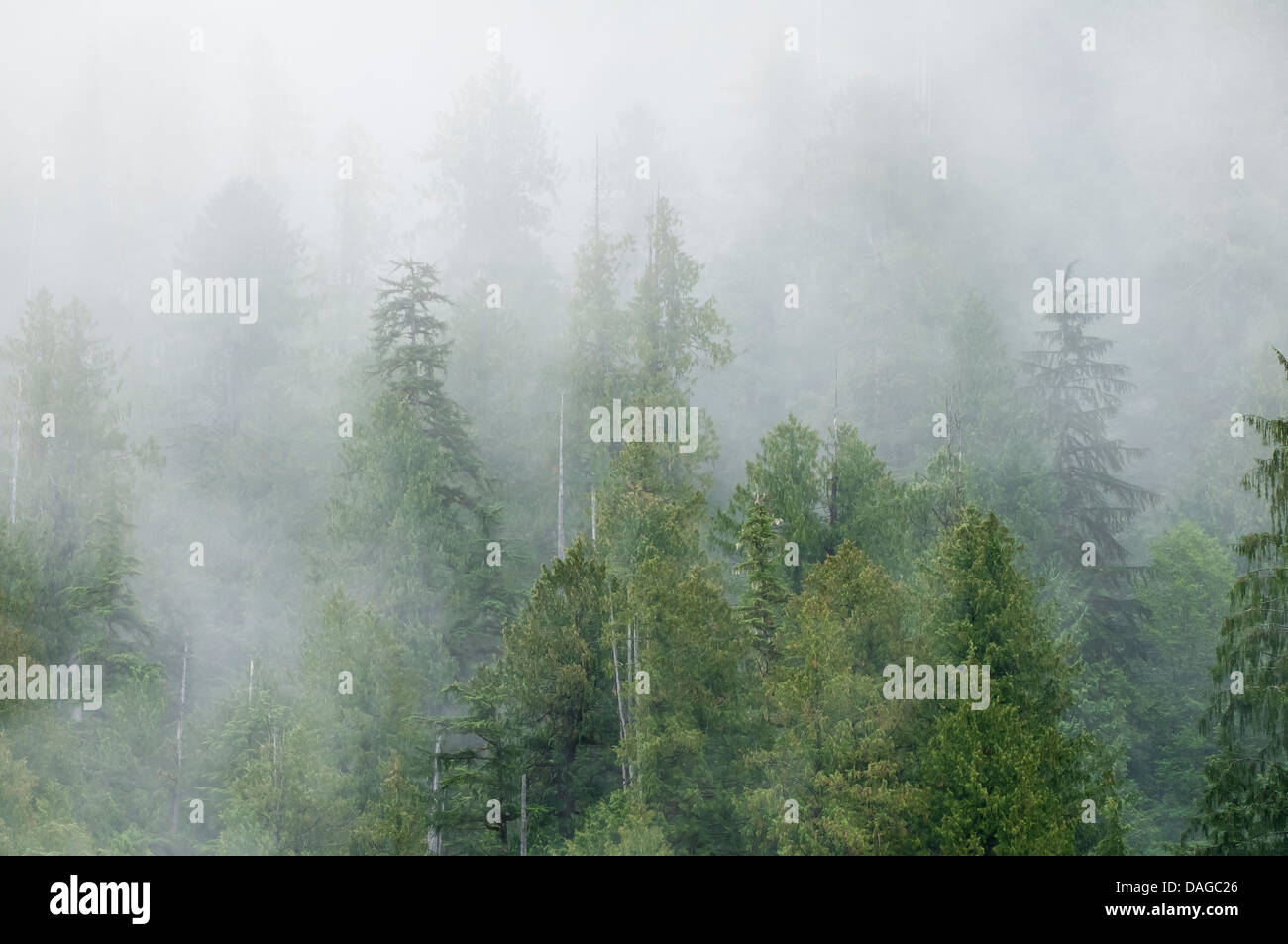 Neblina cubrió pinos en Great Bear Rainforest, British Columbia, Canadá. Foto de stock