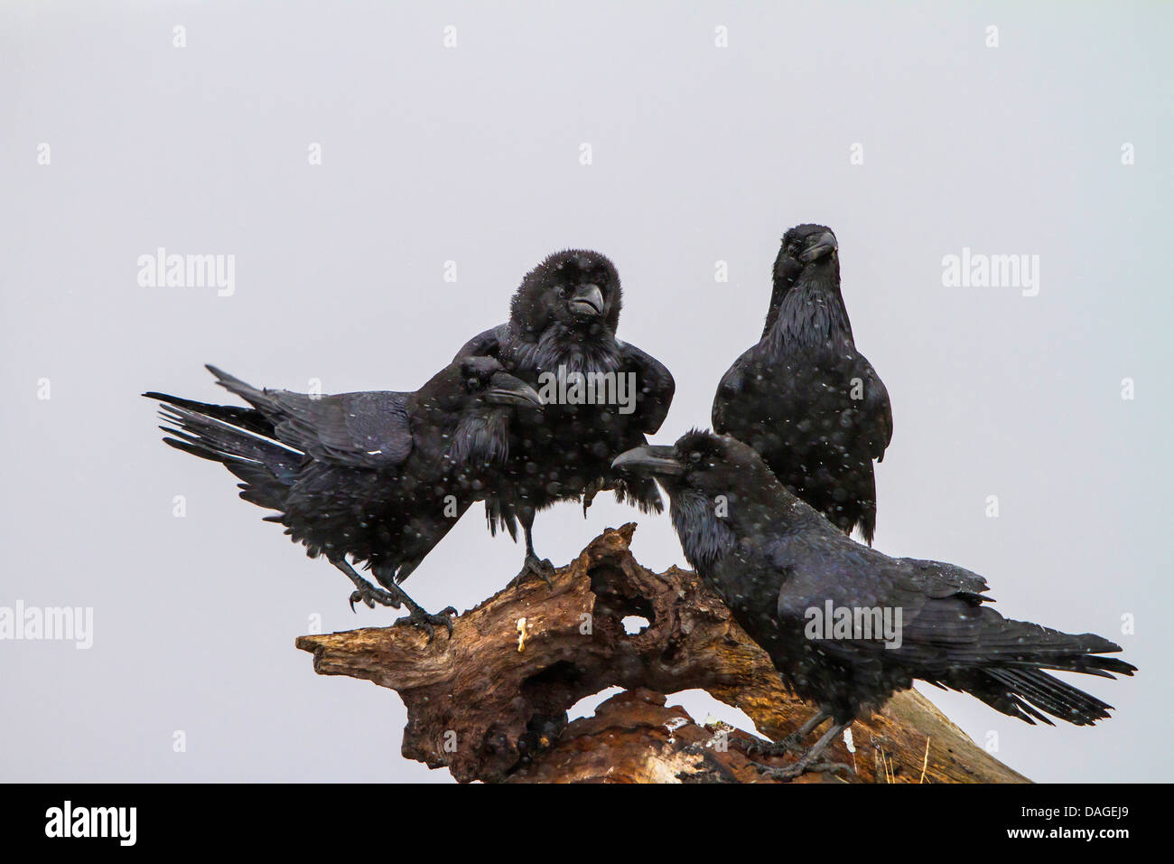 El cuervo común (Corvus corax), cuatro cuervos sobre un árbol root durante las nevadas, Bulgaria, Sredna Gora, Sliven Foto de stock
