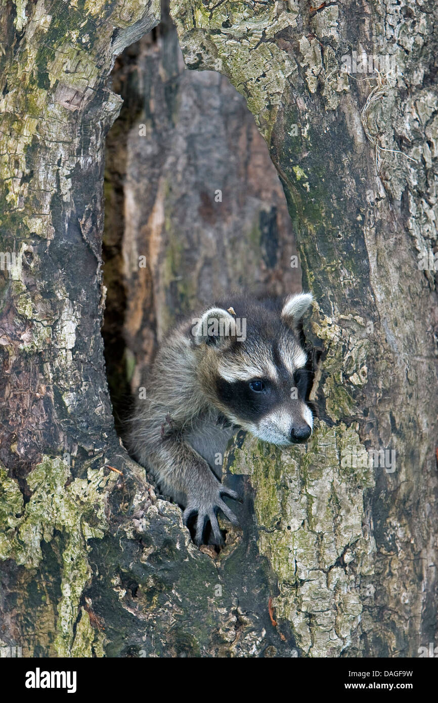 Comunes de mapache (Procyon lotor), dos meses de edad en un pup treehole, Alemania Foto de stock