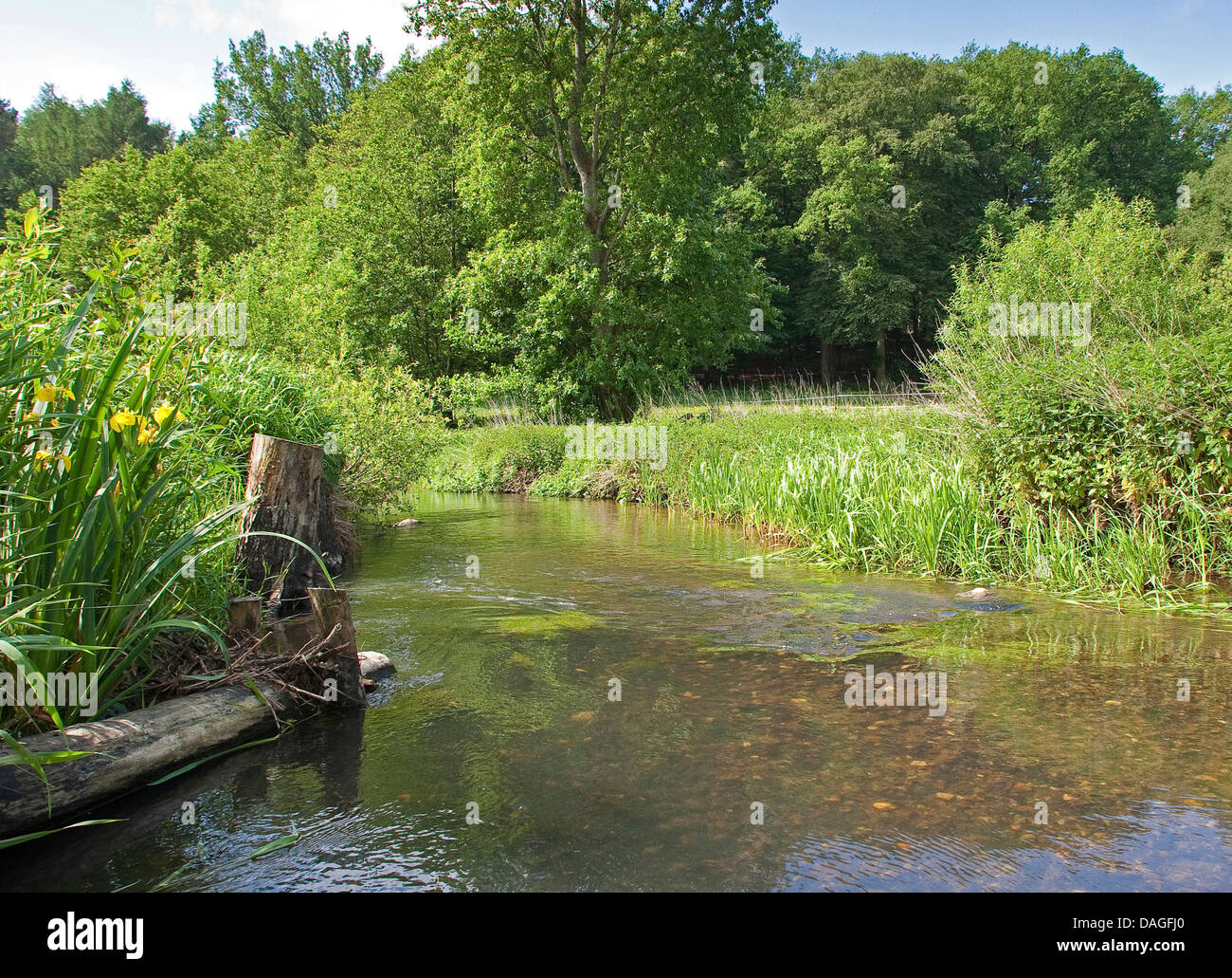 Renaturated Brook, Alemania, Schleswig-Holstein, Steinau Foto de stock