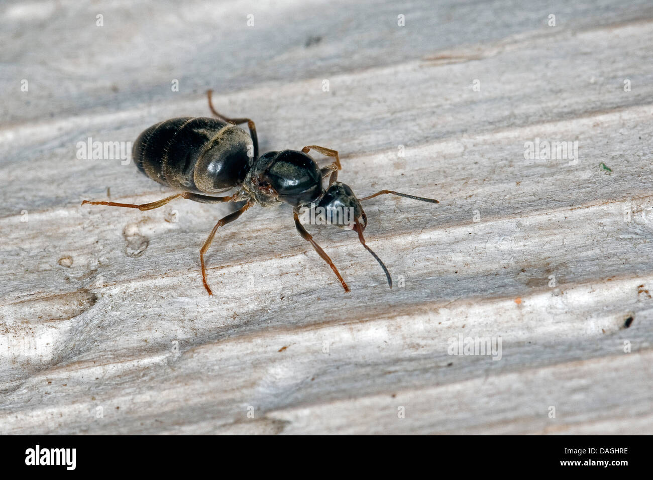 Hormiga negra de jardín, la hormiga negra común (Lasius cf. niger