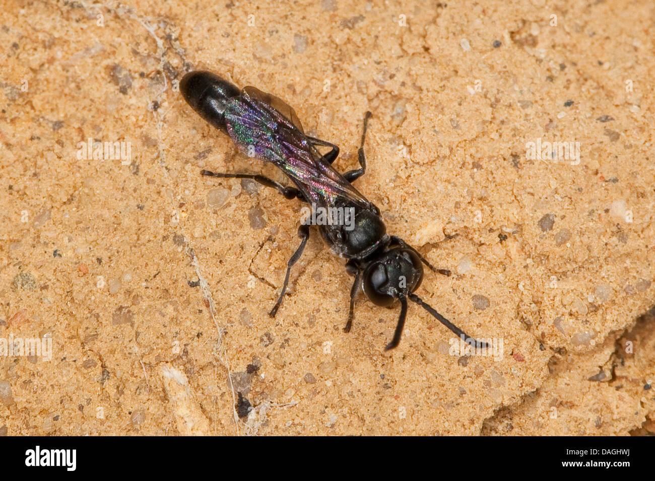 Organ Pipe mud dauber, digger wasp (Trypoxylon spec.), sobre el terreno, Alemania Foto de stock
