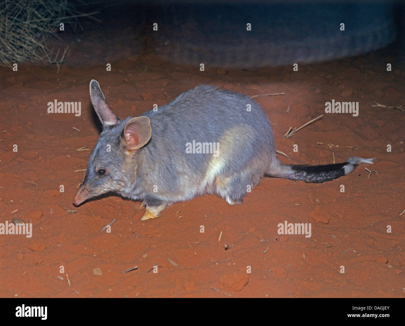 Mayor bilby, conejo-ear bandicoot (macrotis lagotis), en la noche, Australia Foto de stock