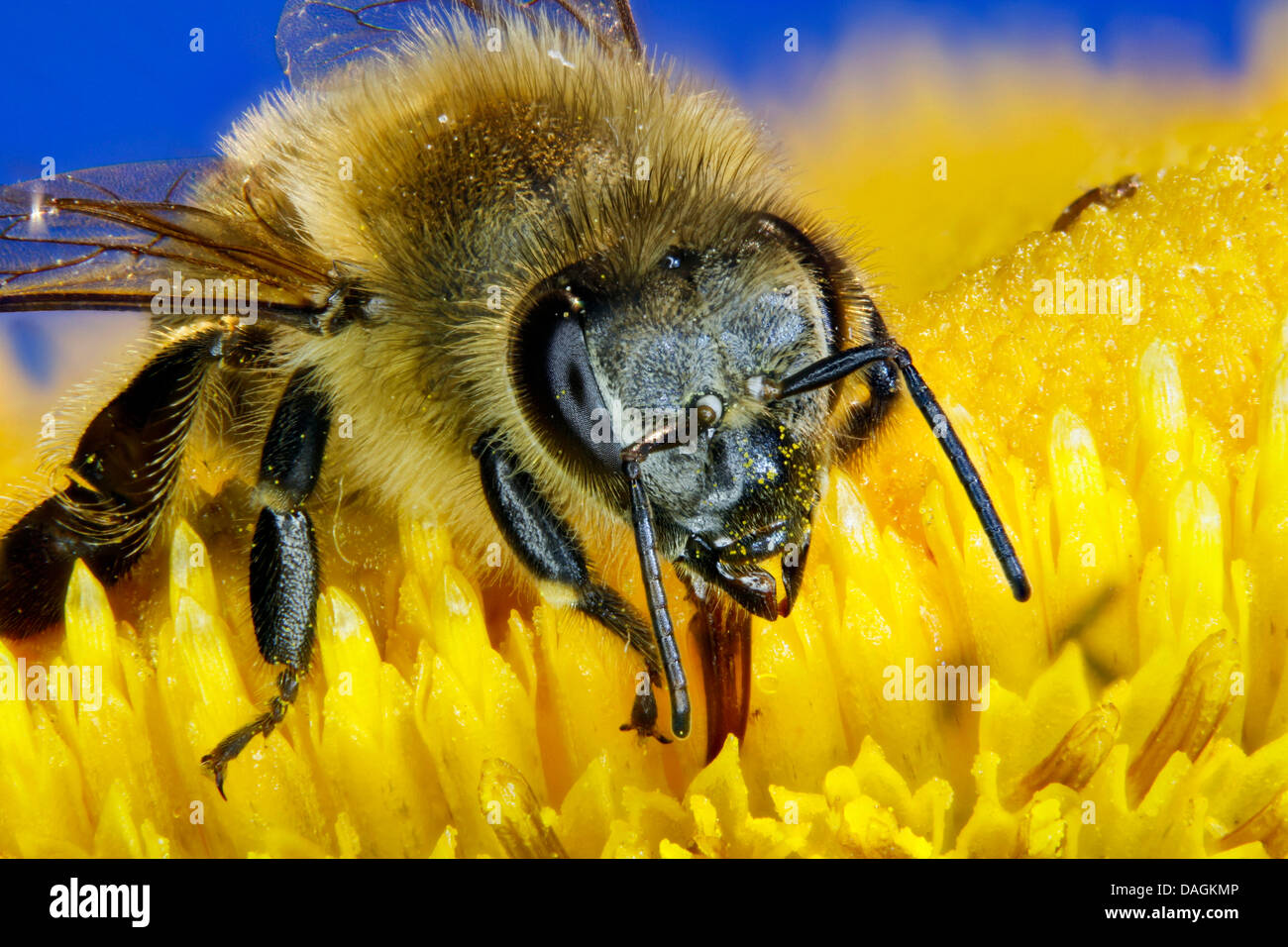 Miel de abeja, colmena de abejas (Apis mellifera mellifera), visitando una flor, Alemania, en el Estado federado de Mecklemburgo-Pomerania Foto de stock