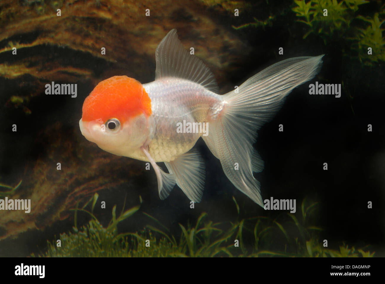 Goldfish, carpa común (Carassius auratus), lionhead-Rotkaeppchen Foto de stock