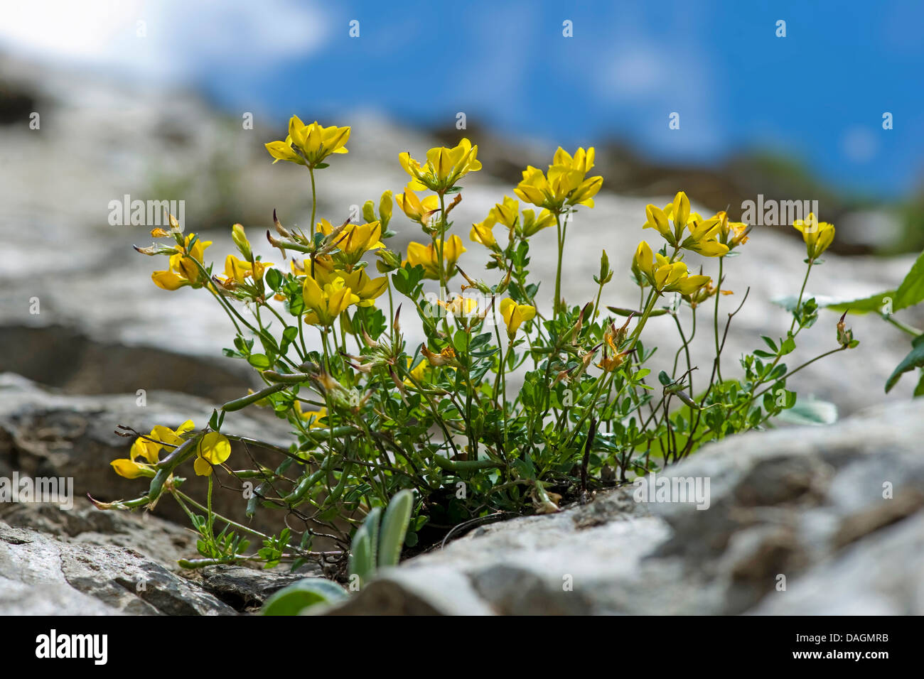 Alpine birdsfoot trefoil-(Lotus alpinus), florece entre las rocas, Alemania Foto de stock