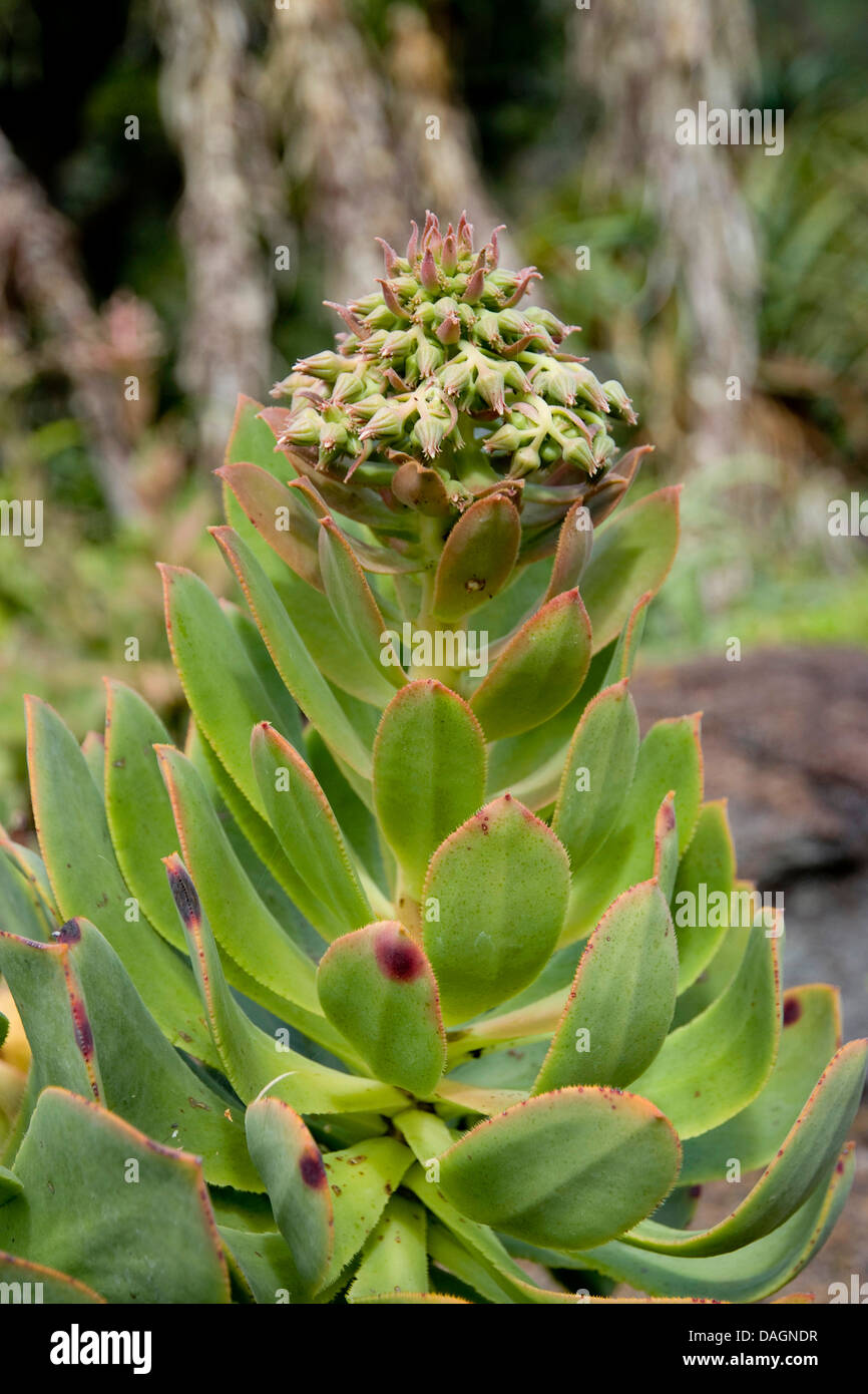 Aeonium (Aeonium valverdense), endémico en El Hierro, Islas Canarias, El Hierro Foto de stock