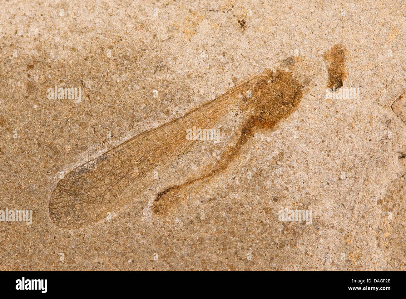 Saltamontes fosilizados de Fur, formación palaeocene/Eoceno, Dinamarca, Limfjord Foto de stock