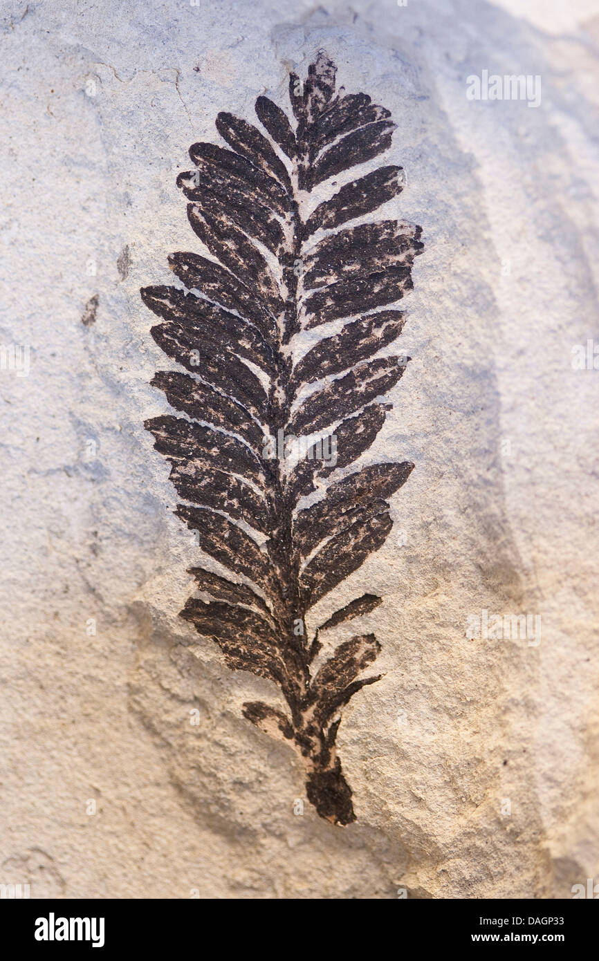Plantas fosilizadas de Fur, formación palaeocene/Eoceno, Dinamarca, Limfjord Foto de stock