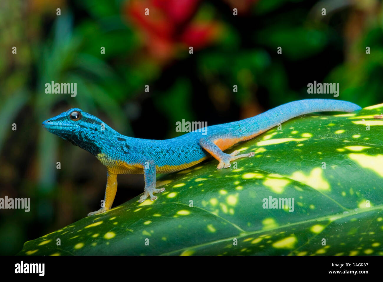 Geco enano Williams, azul eléctrico Gecko (Lygodactylus williamsi), macho Foto de stock