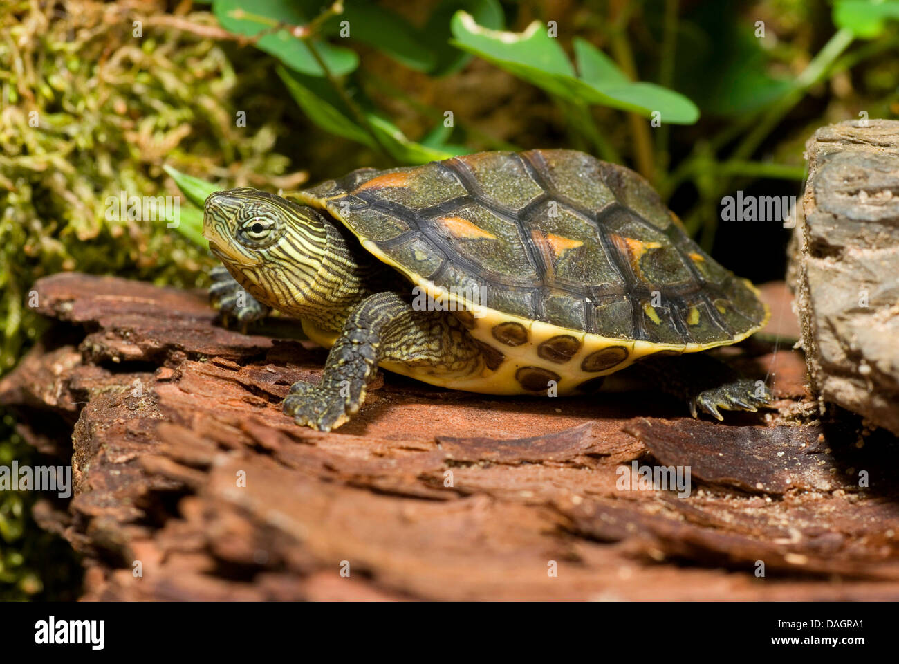 Raya chino-necked turtle, Chino-rayas cuello tortuga (Ocadia sinensis), sobre una piedra Foto de stock
