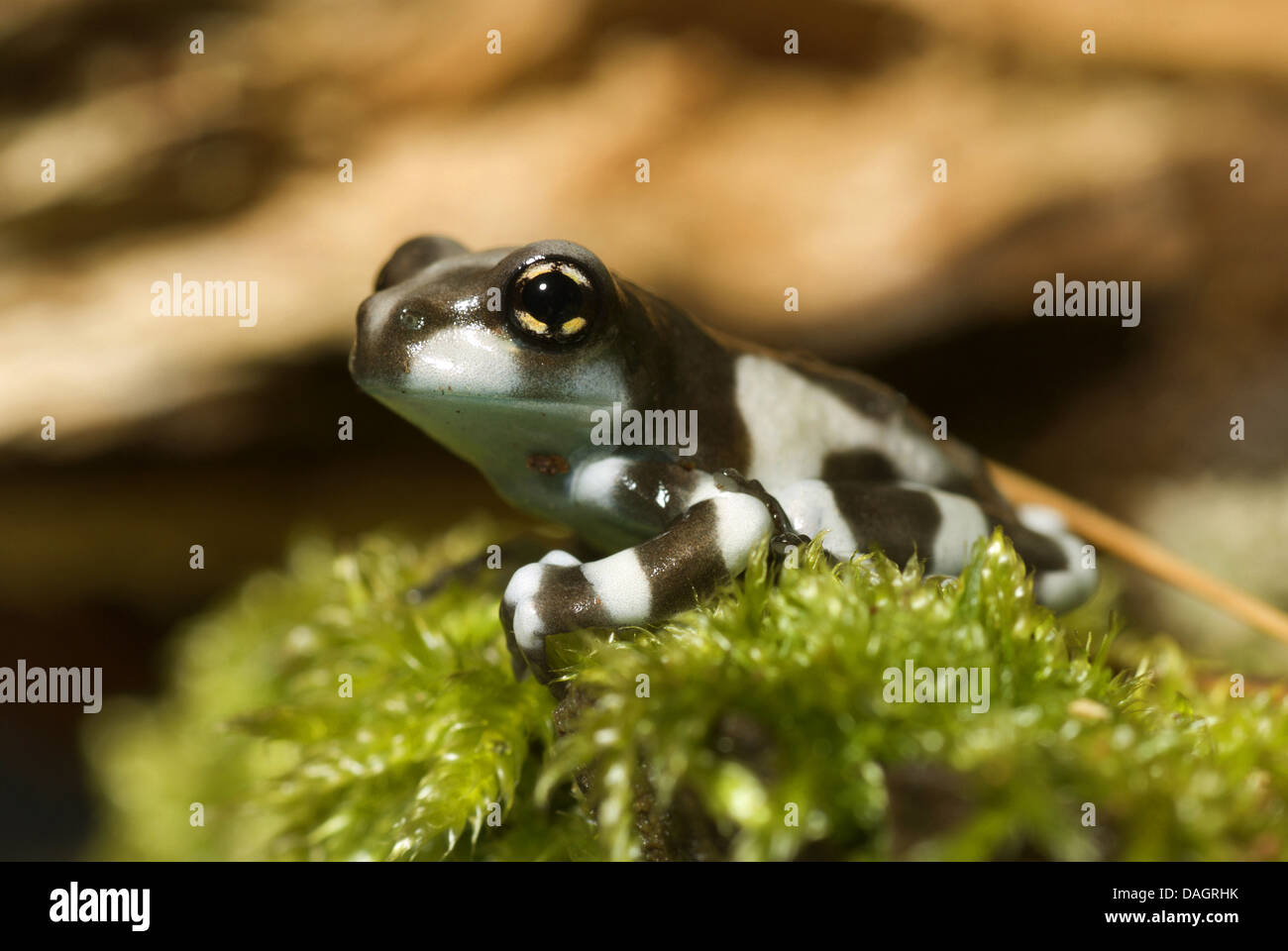 Canopy amazónico (Rana Phrynohyas resinifictrix, Trachycephalus resinifictrix), Retrato Foto de stock