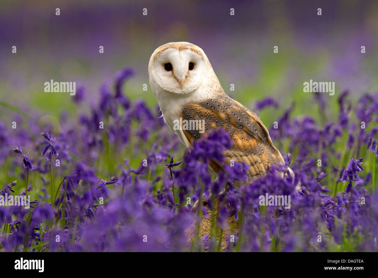 Lechuza, Tyto alba sentada en Campanillas Foto de stock