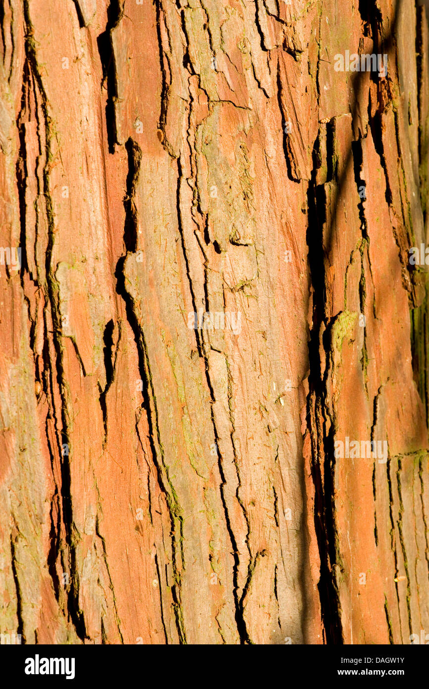 Incienso de cedro, cedro blanco californiano (Calocedrus decurrens), corteza Foto de stock