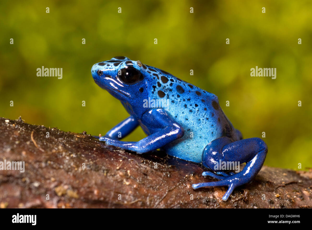 Teñido de azul de veneno, rana flecha azul rana venenosa (Dendrobates tinctorius azureus), blue Morph Azureus sentada sobre un tronco de árbol Foto de stock
