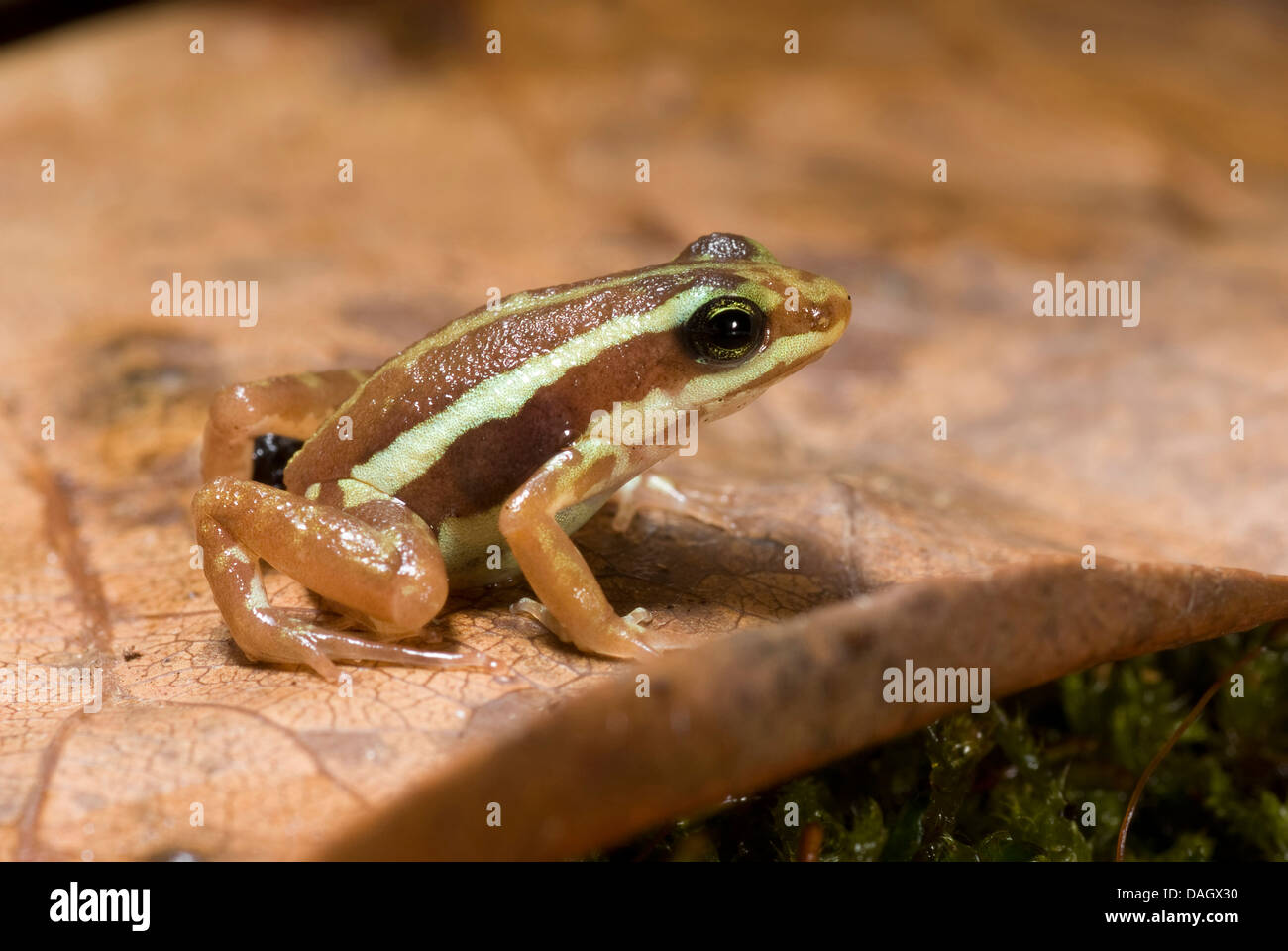 Anthonys Phantasmal Poison Frog, rana de flecha venenosa (Epipedobates anthonyi), sentado sobre una hoja muerta Foto de stock