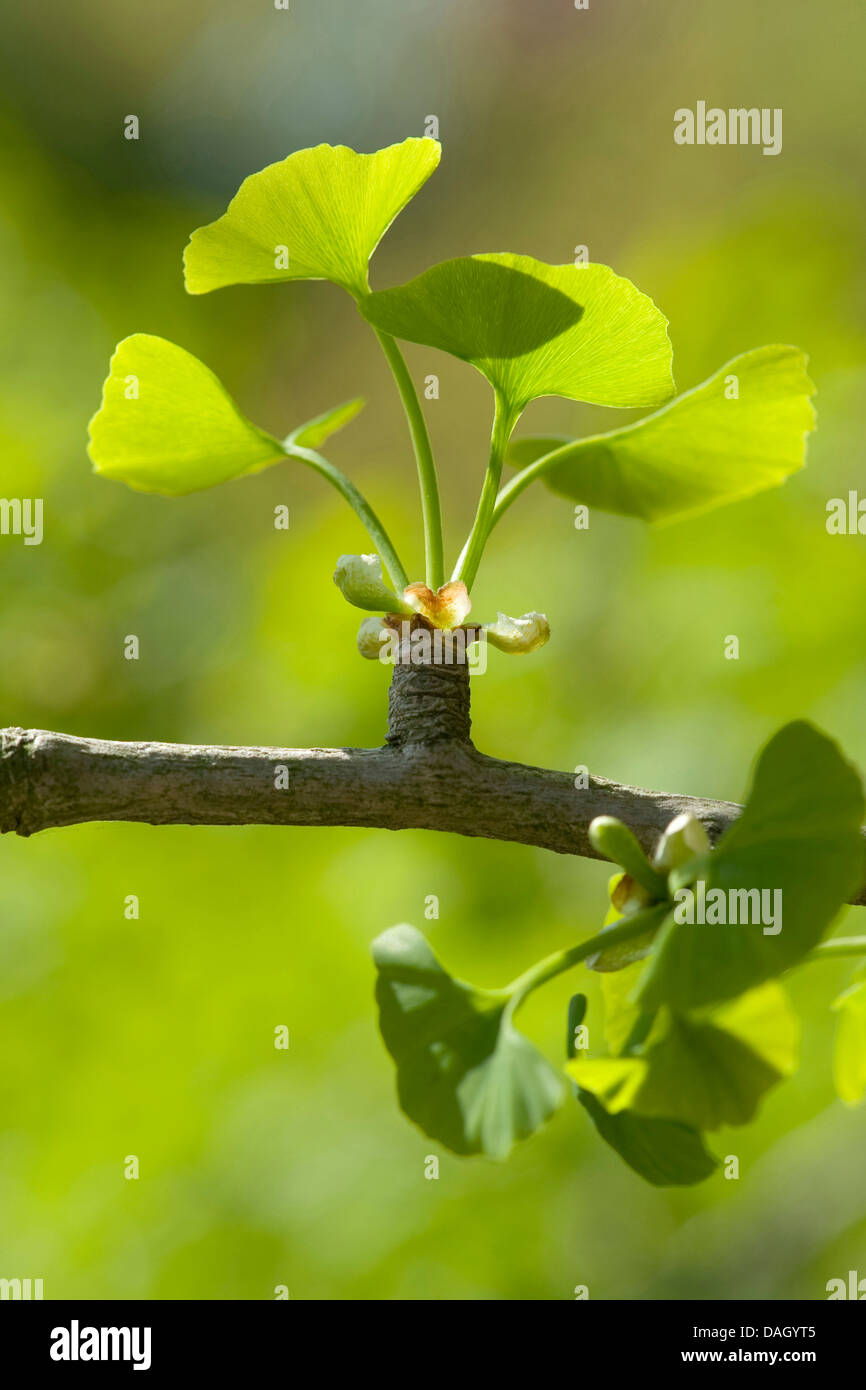Maidenhair tree, árbol de ginkgo, Árbol Ginko, árbol de ginkgo (Ginkgo biloba), filmar cortos Foto de stock