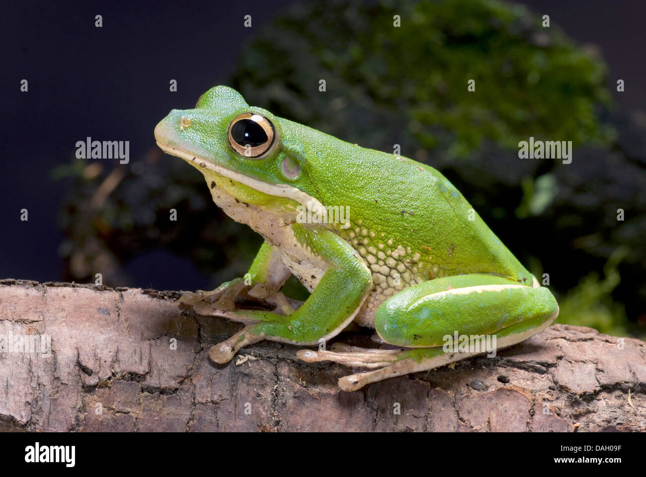 Rana Arborícola De Labios Blancos Fotografías E Imágenes De Alta Resolución Alamy 0899