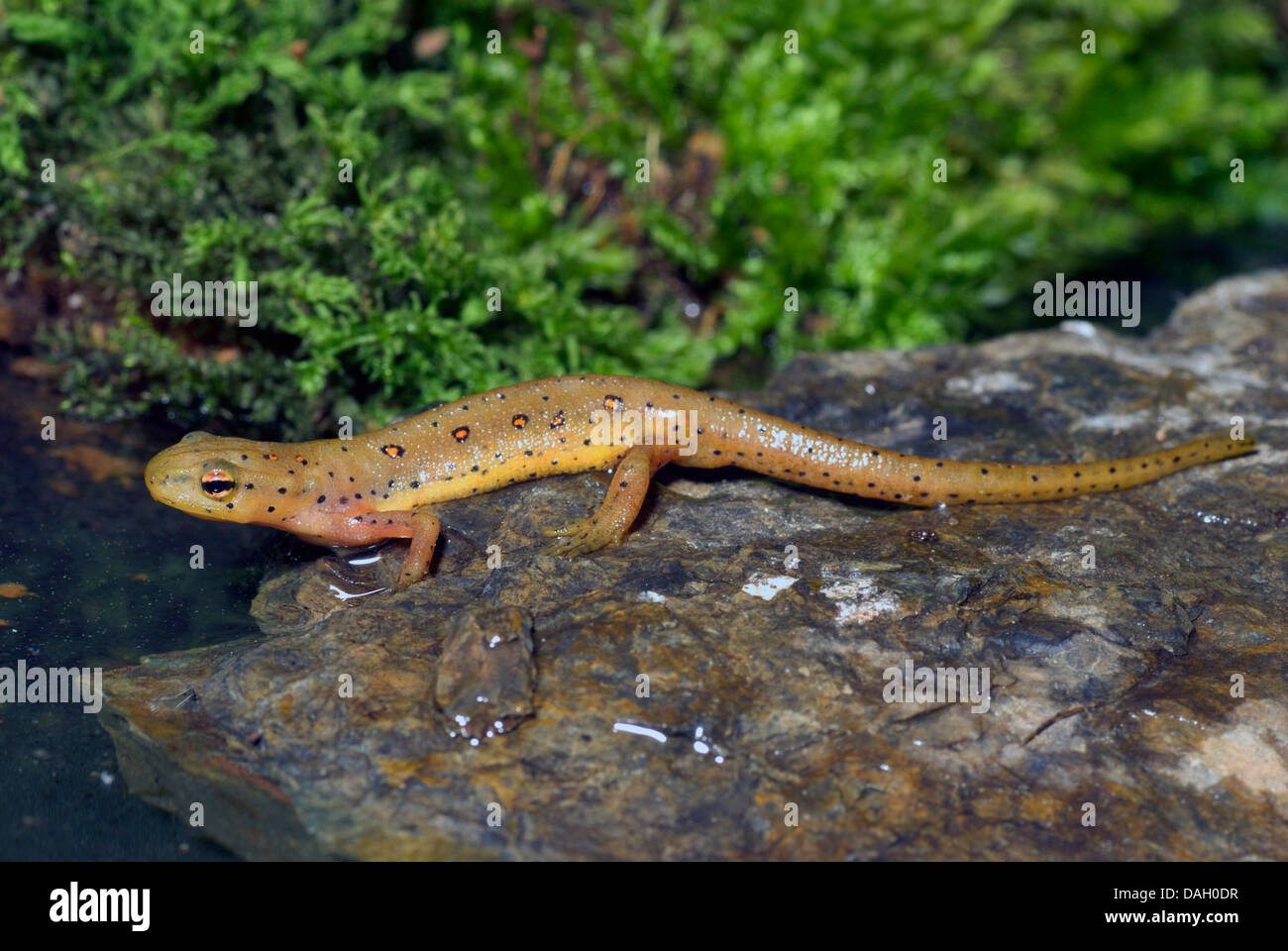 Eft, rojo, rojo-spotted newt eft, Notophthalmus viridescens newt (oriental), en una piedra Foto de stock