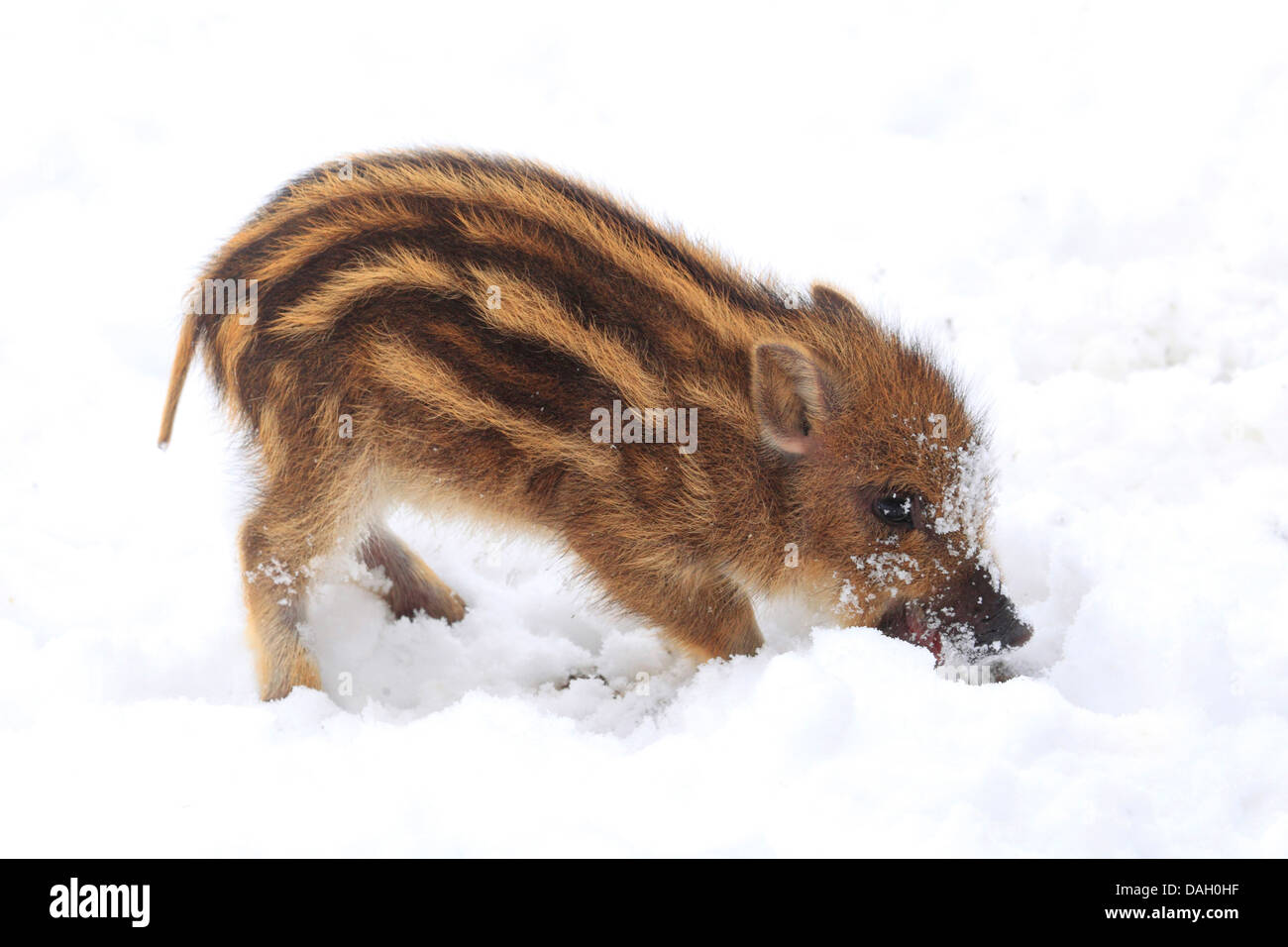 El jabalí, el cerdo, el jabalí (Sus scrofa), piglet excavar en la nieve, Alemania Foto de stock