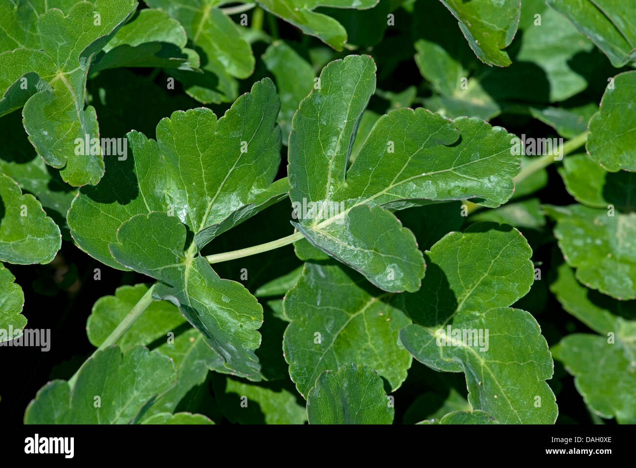 Láser (Laser trilobum trilobum), hojas, Alemania Foto de stock