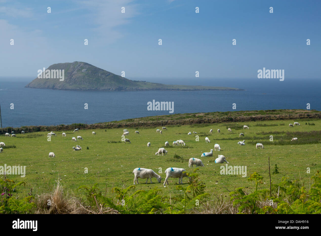 La Isla Bardsey Ynys Enlli ovejas en primer plano la península de Llŷn Gwynedd North Wales UK Foto de stock