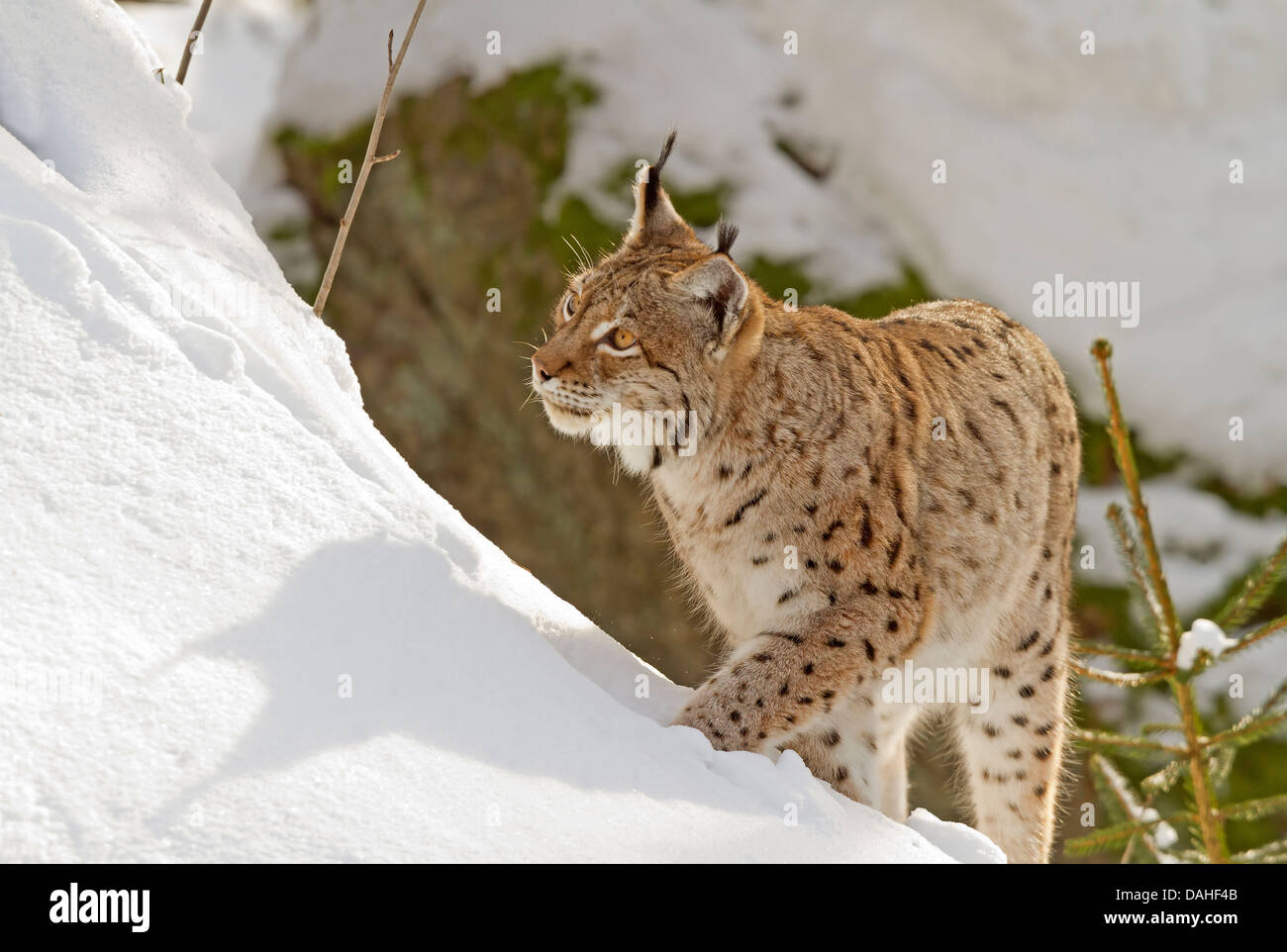 Lynx en nieve / Lynx lynx Foto de stock