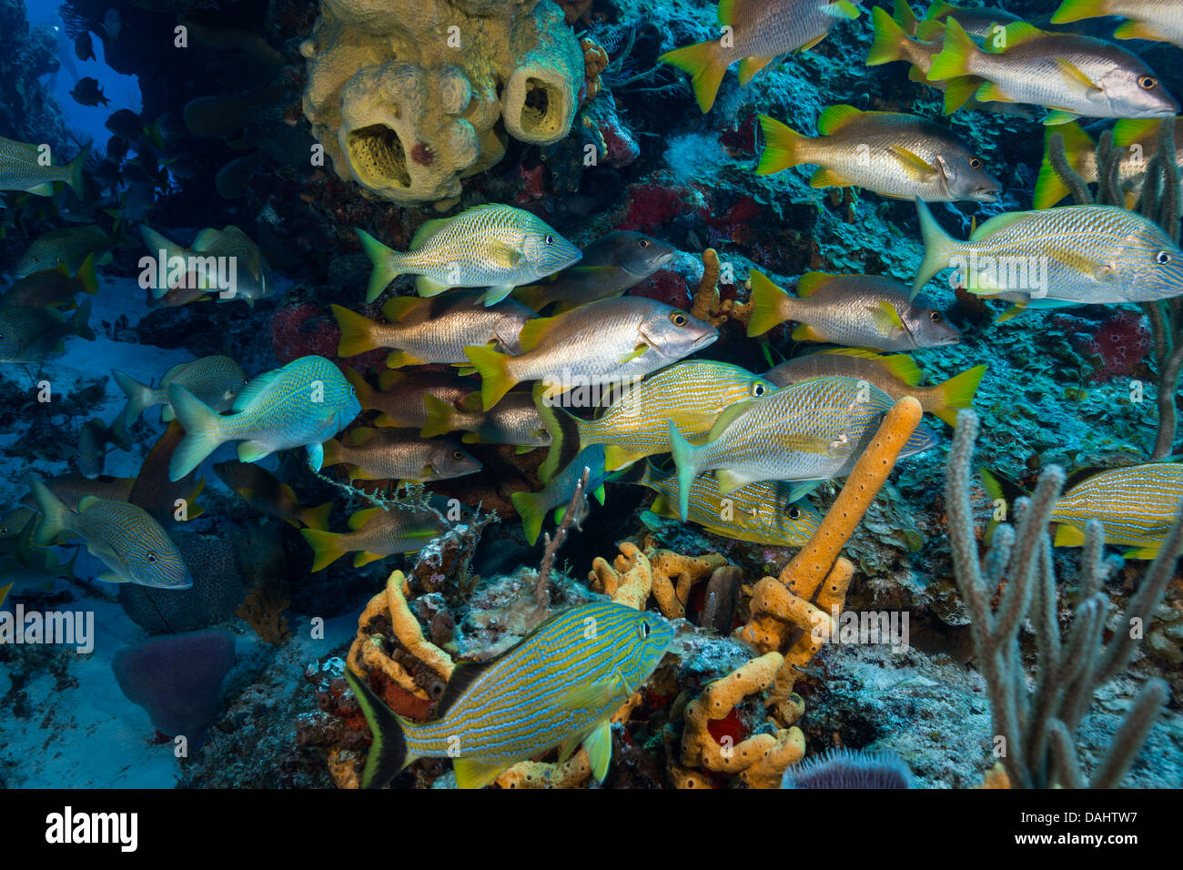 Escuela de peces por un arrecife de coral, en Cozumel, México. Foto de stock