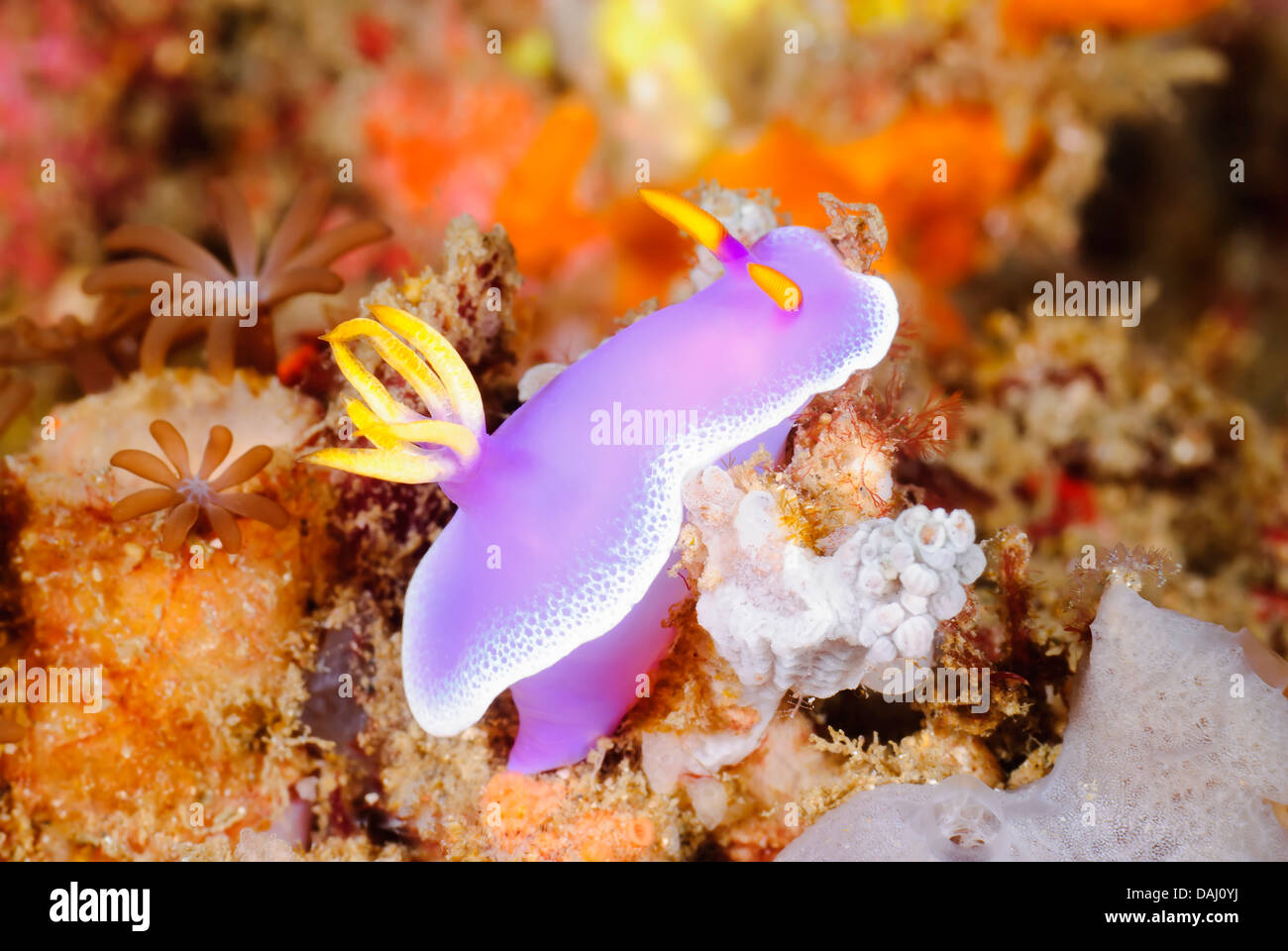 Babosa de mar o nudibranch, Hypselodoris apolegma, estrecho de Lembeh, Sulawesi, Indonesia, el Pacífico Foto de stock