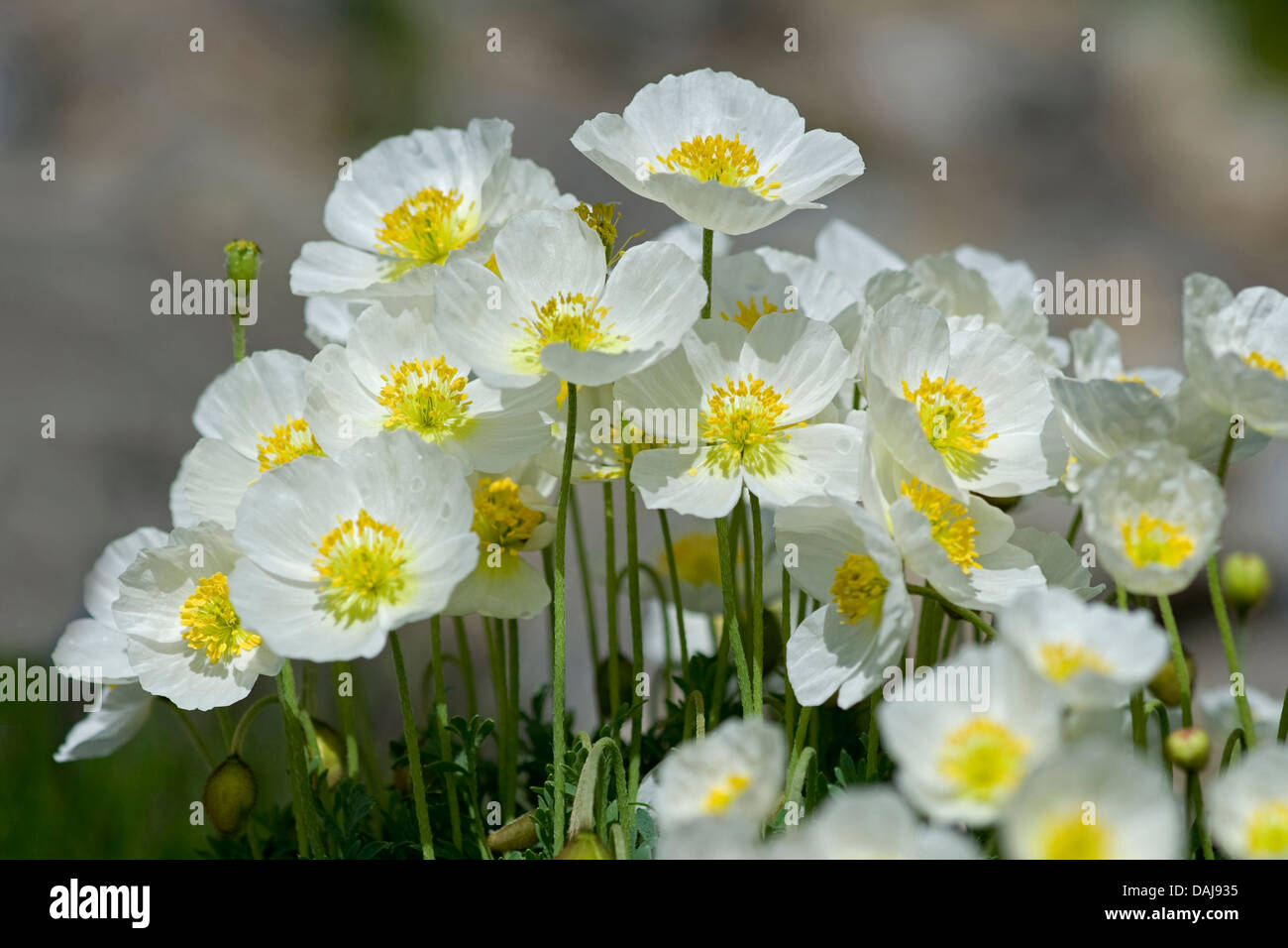 Alpine adormidera (Papaver alpinum subsp. sendtneri, Papaver sendtneri), floreciendo, Suiza, Schynige Platte Foto de stock