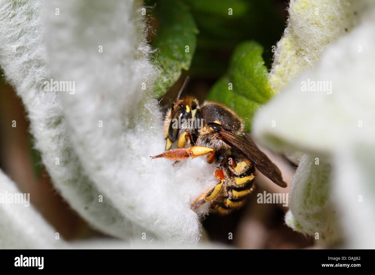Lana Anthidium manicatum carda (abeja), la recolección de plantas en un stachys woll, Alemania, Baviera Foto de stock