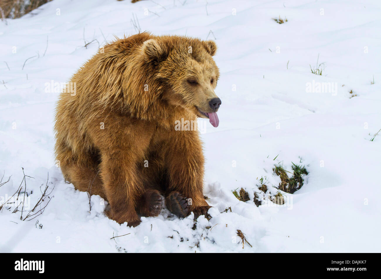 Unión oso pardo (Ursus arctos arctos), sentada en la nieve y metiendo lengua fuera Foto de stock