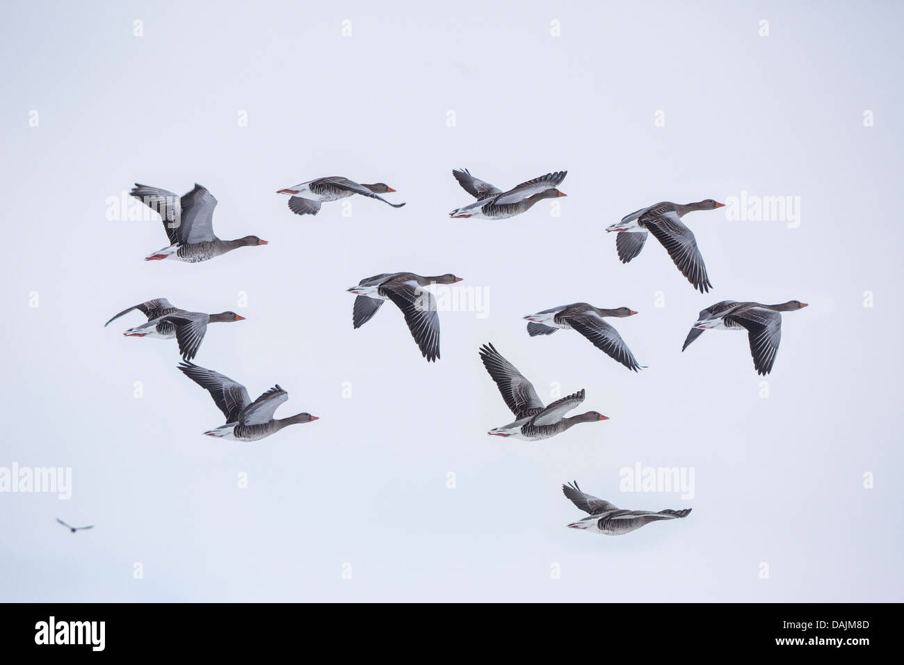 Graylag goose (Anser anser), pequeño grupo volando, Alemania, Baviera Foto de stock