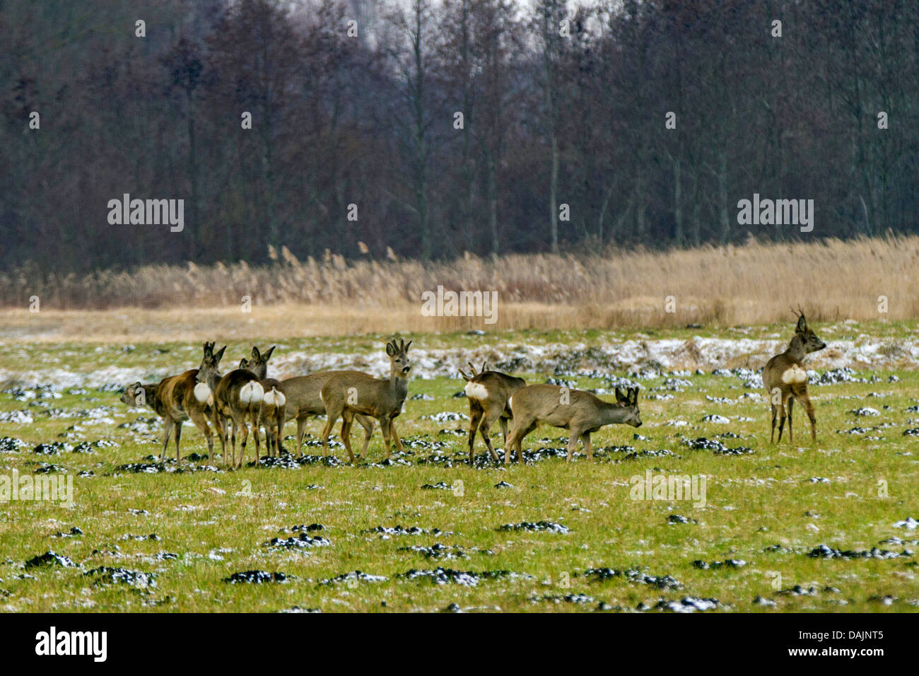 El corzo (Capreolus capreolus), grupo de prado en el invierno, bucks con y sin terciopelo, Alemania, Baviera Foto de stock