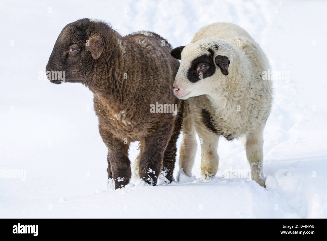 Ovejas domésticas (Ovis ammon f. aries), blanco y negro de corderos en nieve, Alemania, Baviera Foto de stock