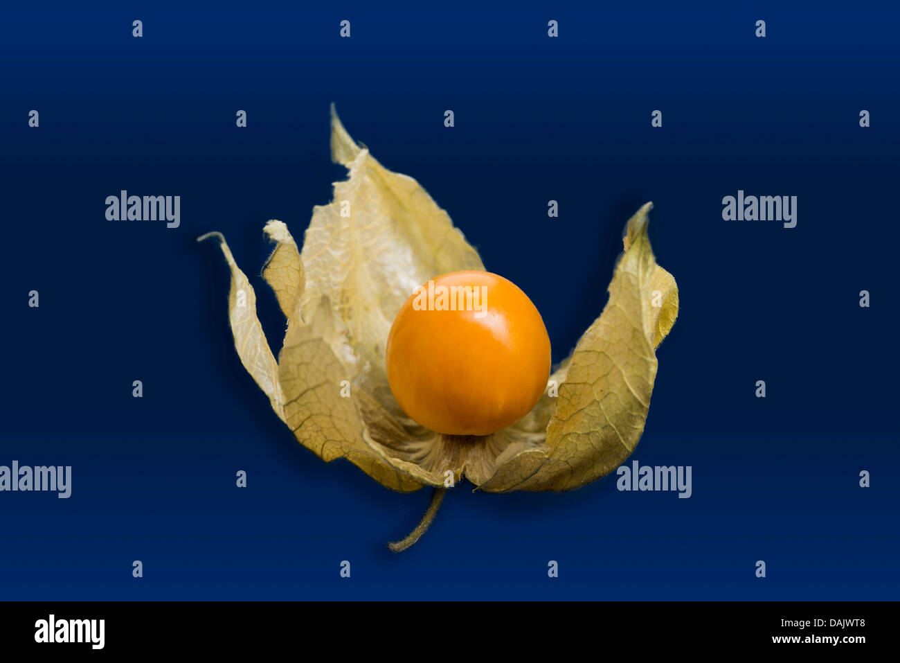 Linterna china fruta fotografías e imágenes de alta resolución - Alamy
