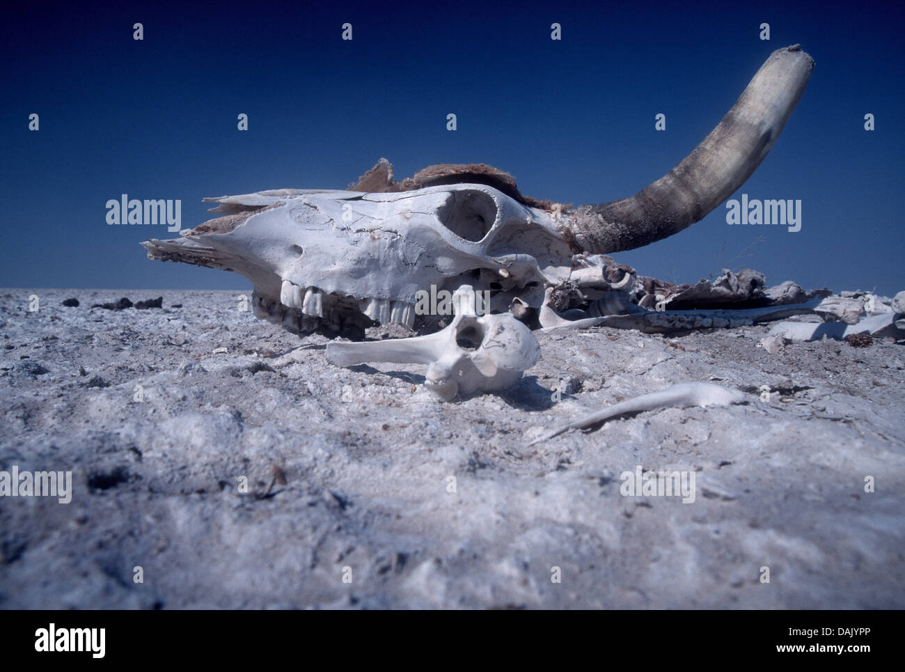 Cráneo de un bovino muerto Foto de stock