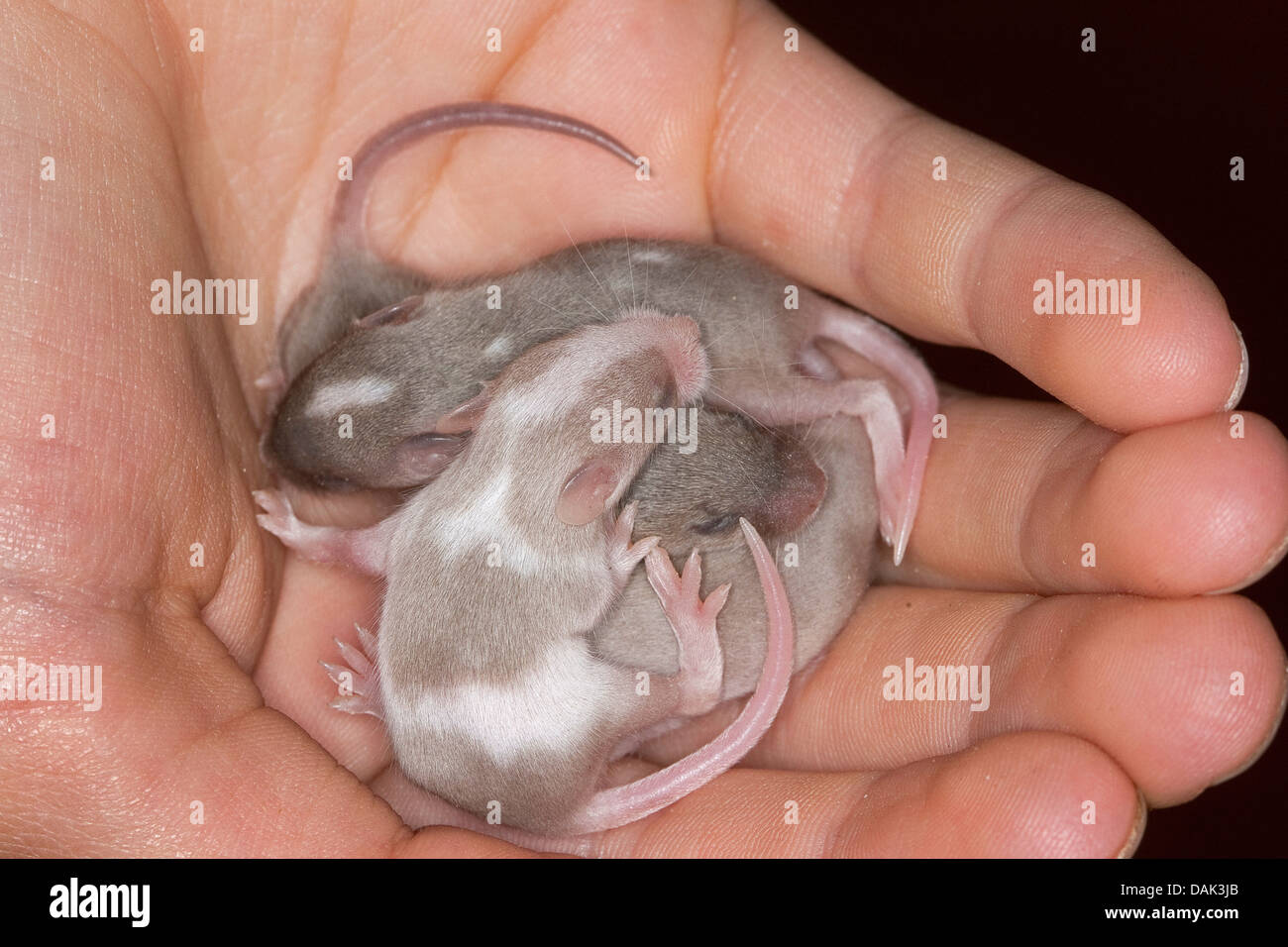 Elegante ratón (Mus musculus f. domestica), ratones jóvenes en la mano Foto de stock