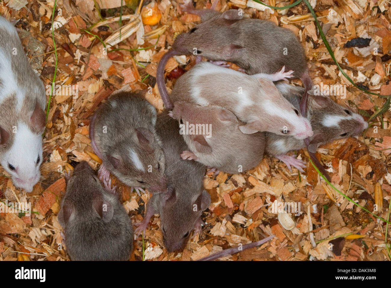 Elegante ratón (Mus musculus f. domestica), ratones jóvenes en el nido. Foto de stock