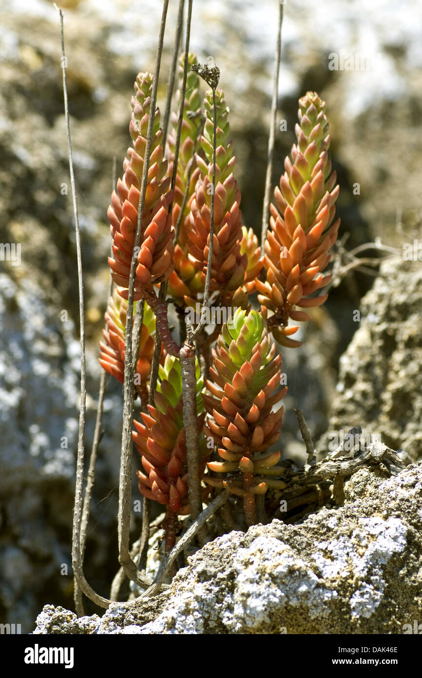 (Sedum sediforme Stonecrop pálido), Portugal Foto de stock