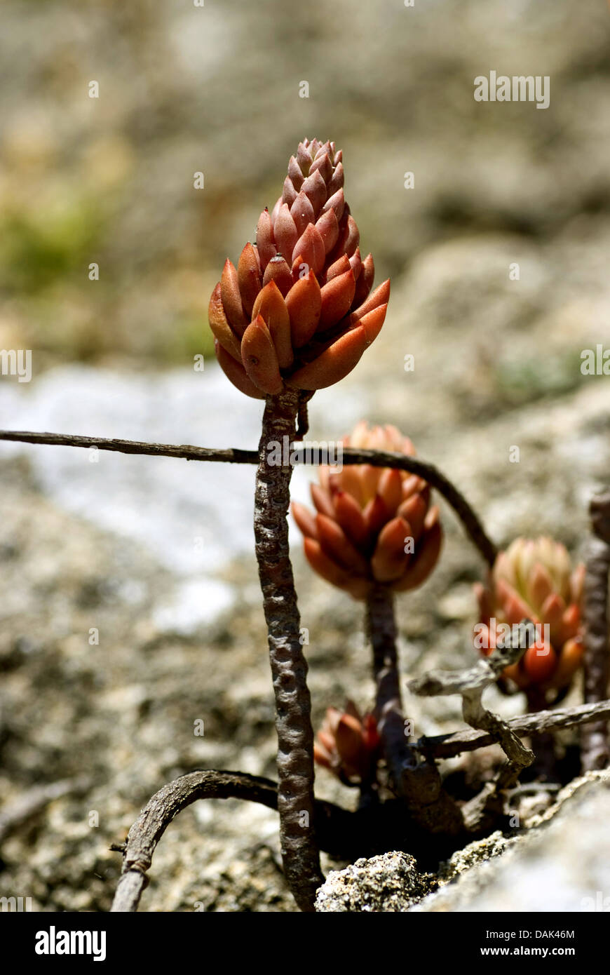 (Sedum sediforme Stonecrop pálido), Portugal Foto de stock
