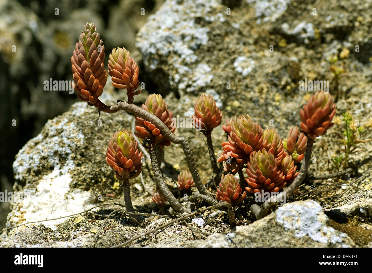 (Sedum sediforme Stonecrop pálido), Portugal Foto de stock