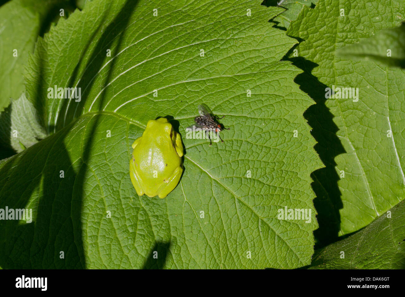 Unión treefrog, común, Europa Central treefrog treefrog (Hyla Arborea), tomar el sol junto a una mosca en una hoja, en Alemania, en el Estado federado de Mecklemburgo-Pomerania Occidental Foto de stock