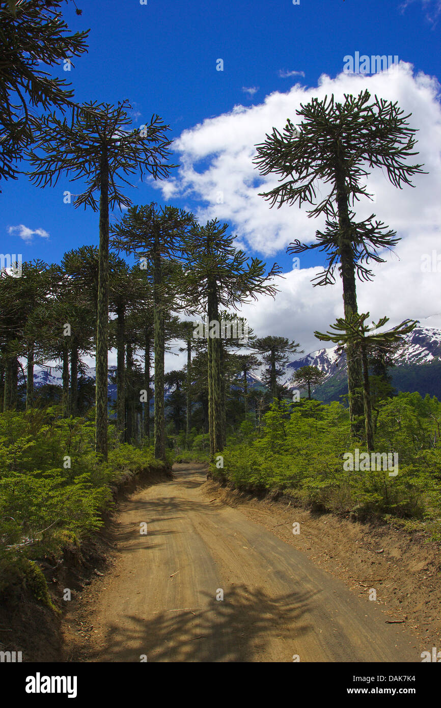 Pino chileno (Araucaria araucana), Calle los Pinos con el chileno, Chile, Patagonia, los Andes, Parque Nacional Conguillio Foto de stock