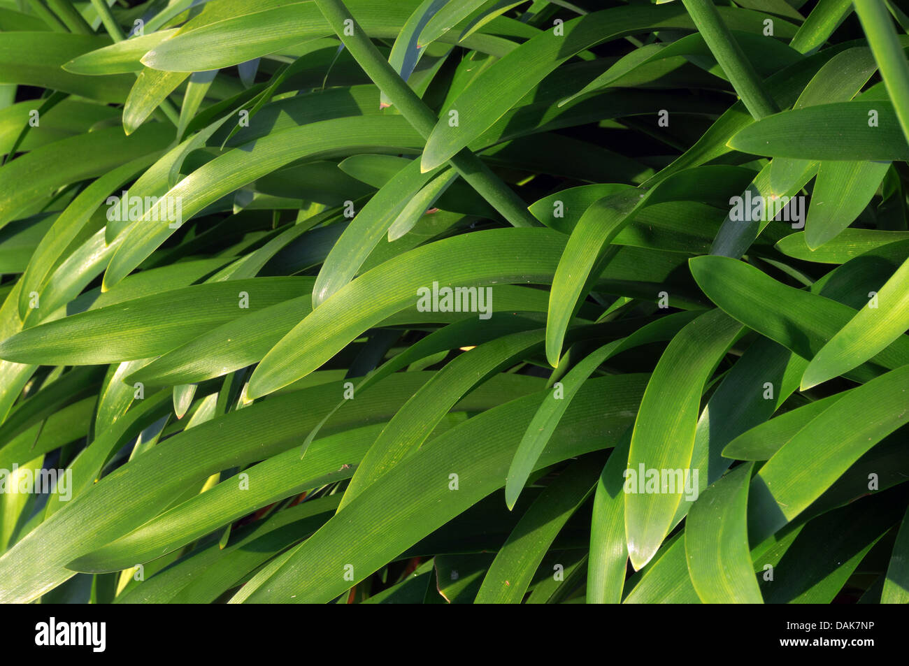 Plantas con hojas largas fotografías e imágenes de alta resolución Alamy