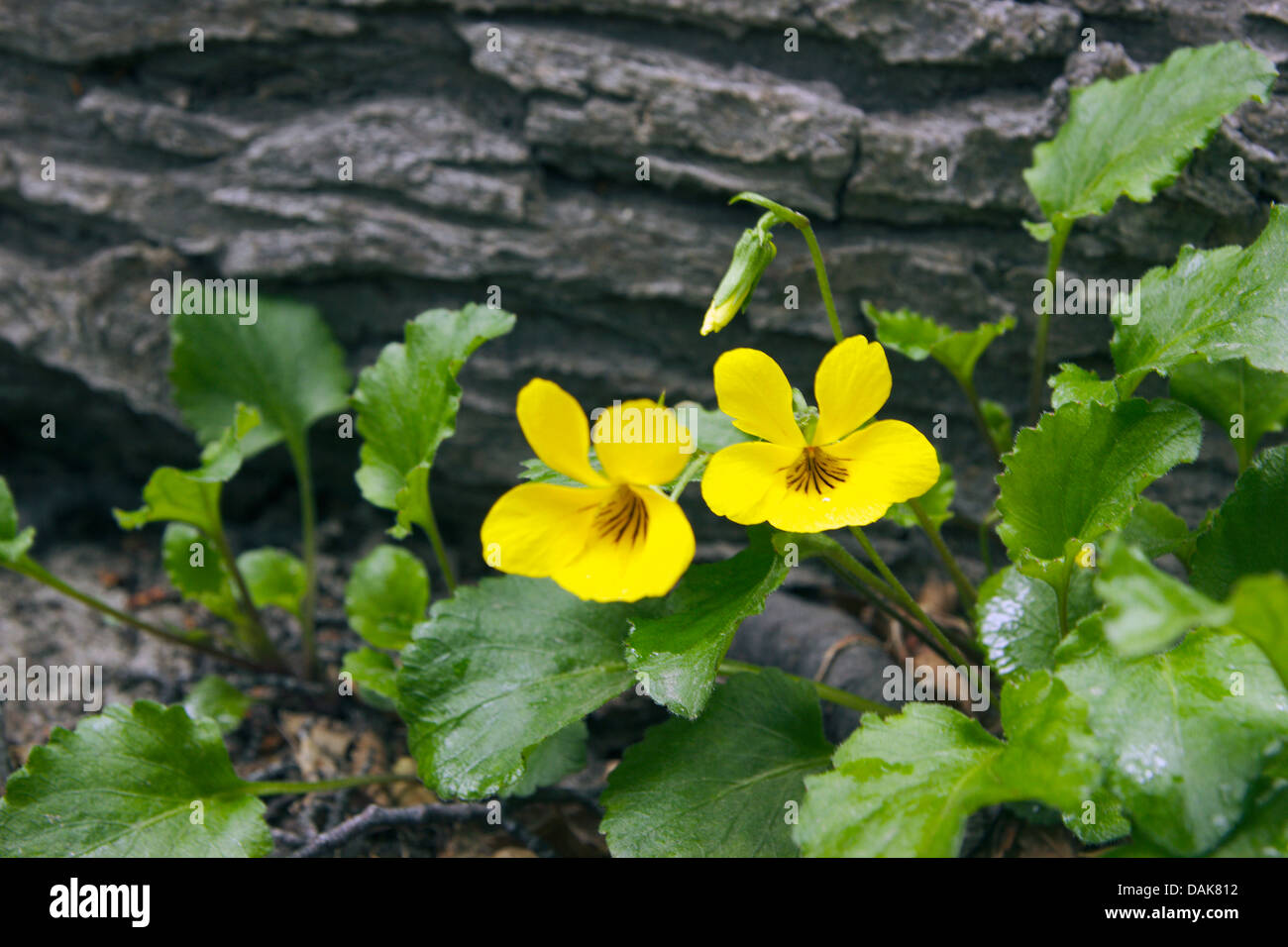 Flor de los andes fotografías e imágenes de alta resolución - Página 3 -  Alamy