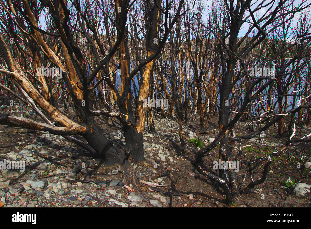 Los arbustos quemados tras el fuego salvaje, Chile, Patagonia, Parque Nacional Torres del Paine Foto de stock