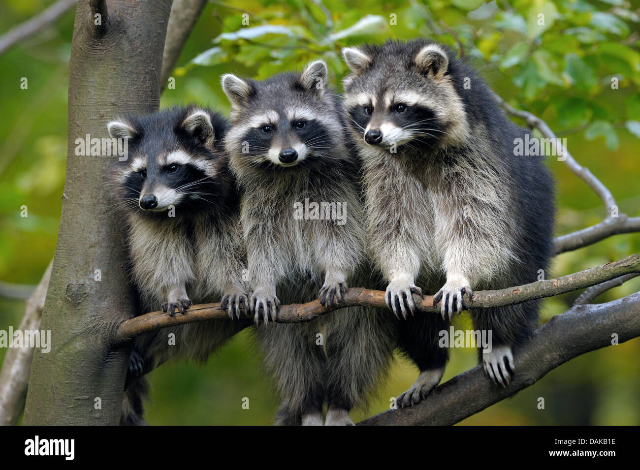 Comunes de mapache (Procyon lotor), tres mapaches sentados uno al lado del otro en una rama, Alemania Foto de stock